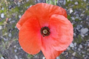 red poppy